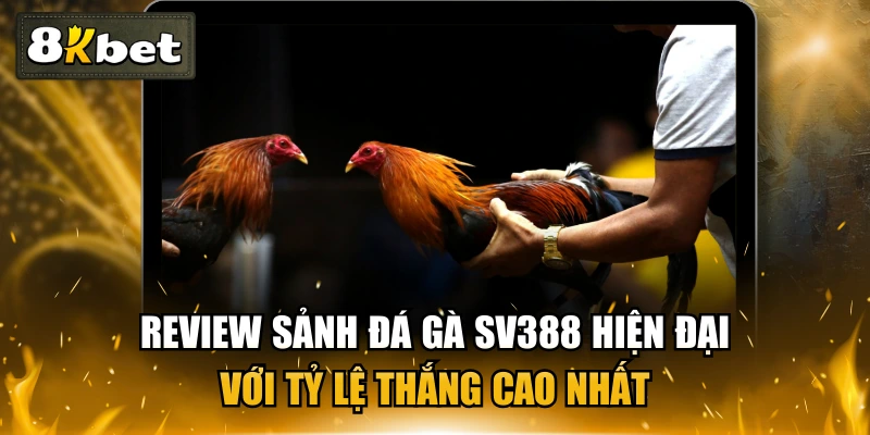 Review Sảnh Đá Gà SV388 Hiện Đại Với Tỷ Lệ Thắng Cao Nhất 1 Review Sảnh Đá Gà SV388 Hiện Đại Với Tỷ Lệ Thắng Cao Nhất